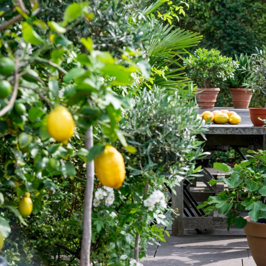 Hoe verzorg je olijven, vijgen en citrusbomen op je terras? Thumb