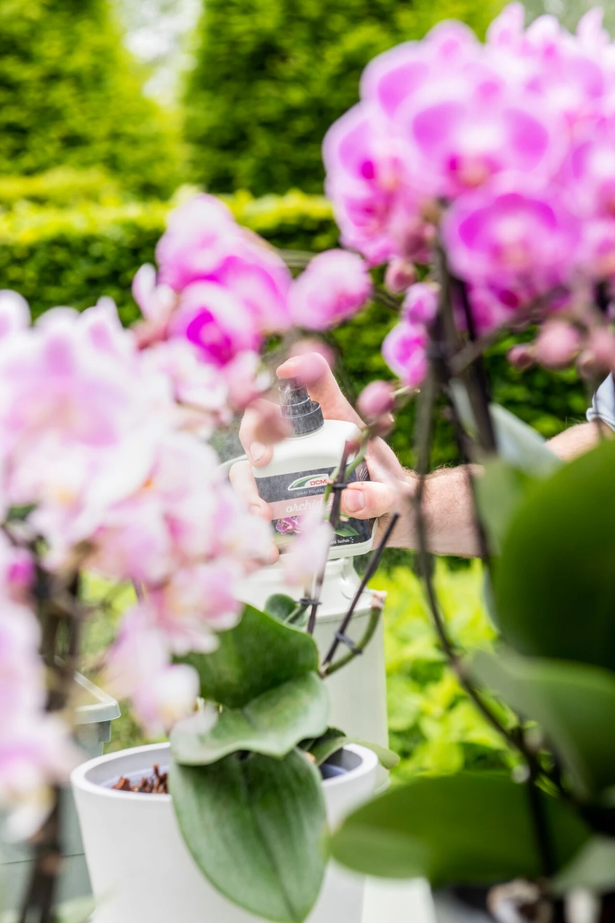DCM Bladspray Orchideeën Thumb