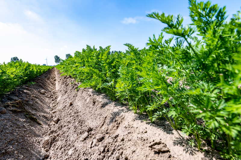 DCM ECOR® de 100% organische meststoffen voor de biologische land- en tuinbouw. Thumb