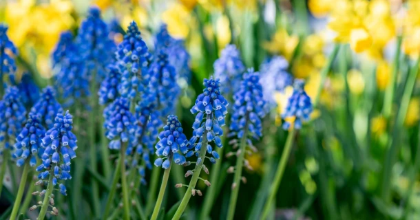 Bloembollen in de tuin? 5 x verrassend anders Thumb