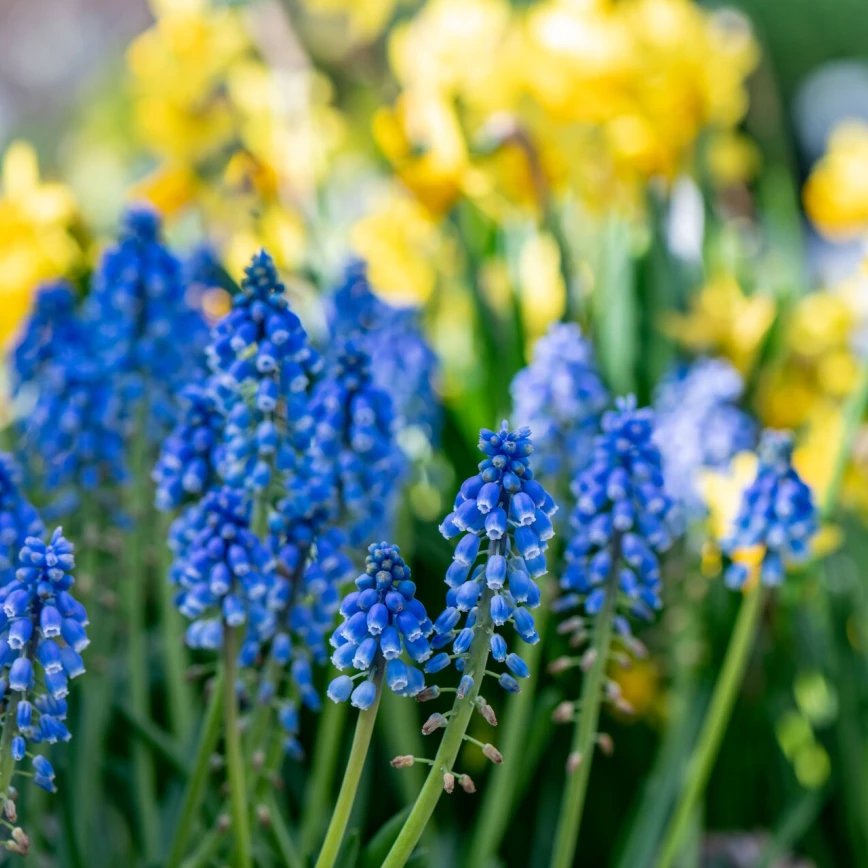 Bloembollen in de tuin? 5 x verrassend anders Thumb
