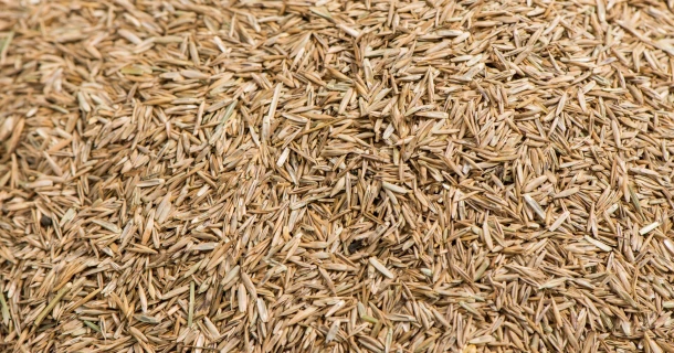 DCM ACTIVO® Het juiste graszaad voor de juiste grasmat Thumb