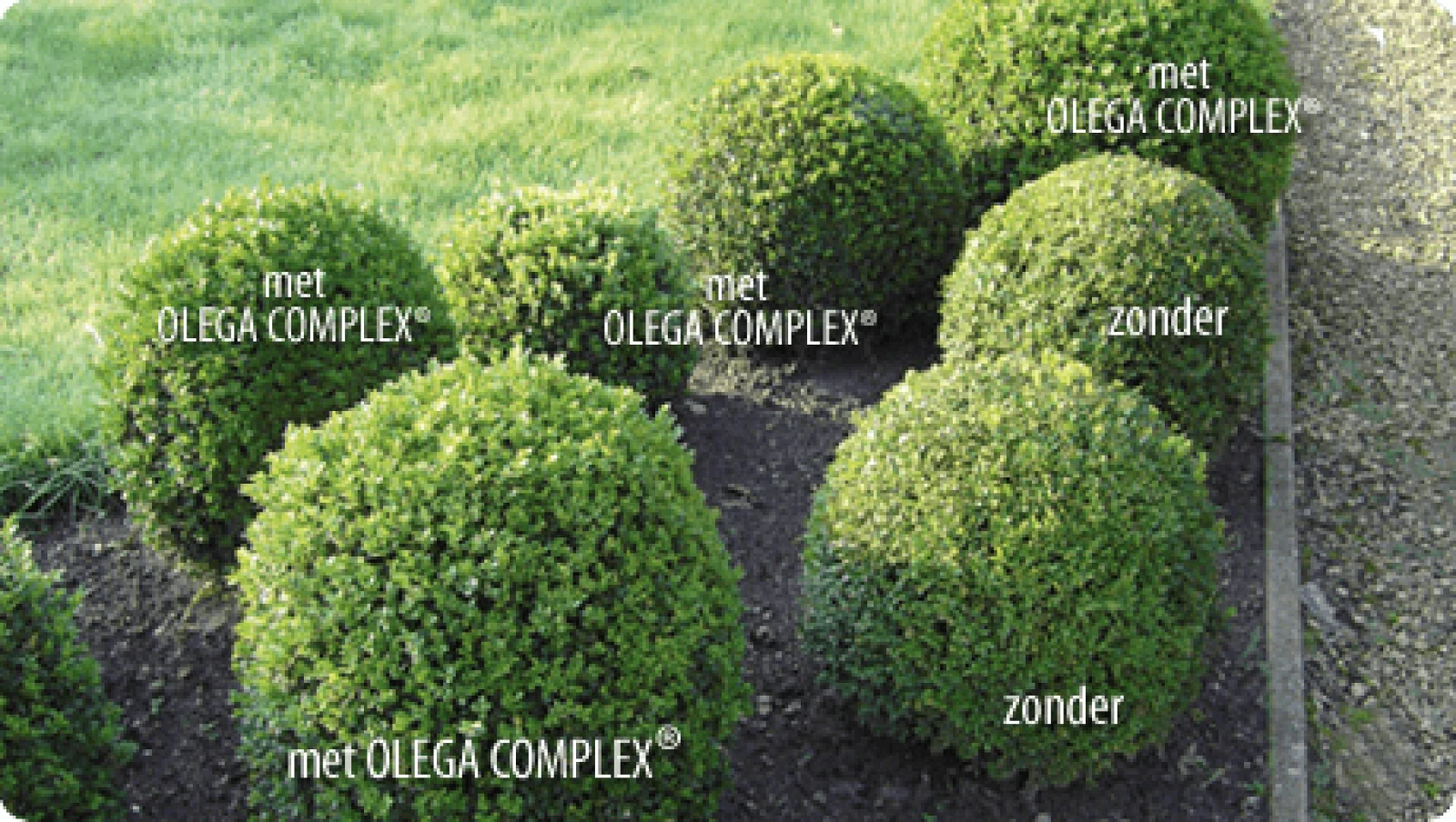DCM OLEGA® COMPLEX Bladvoeding: wat en waarom? | DCM