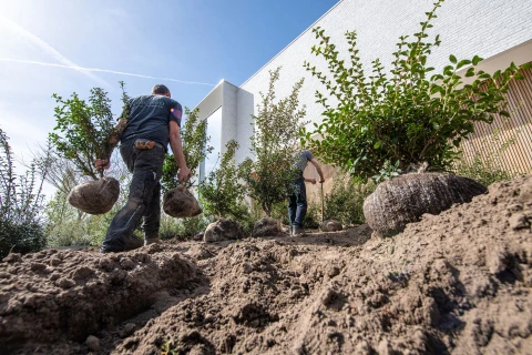 SOIL-ACTIV, bodemverbeteraar voor geslaagde projecten en minder arbeid Thumb