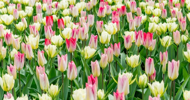 DCM MIX 2 voor gezonde en sterke bloembollen Thumb