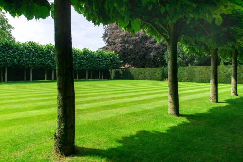 DCM VITAL-GREEN van geel naar groen gazon Thumb