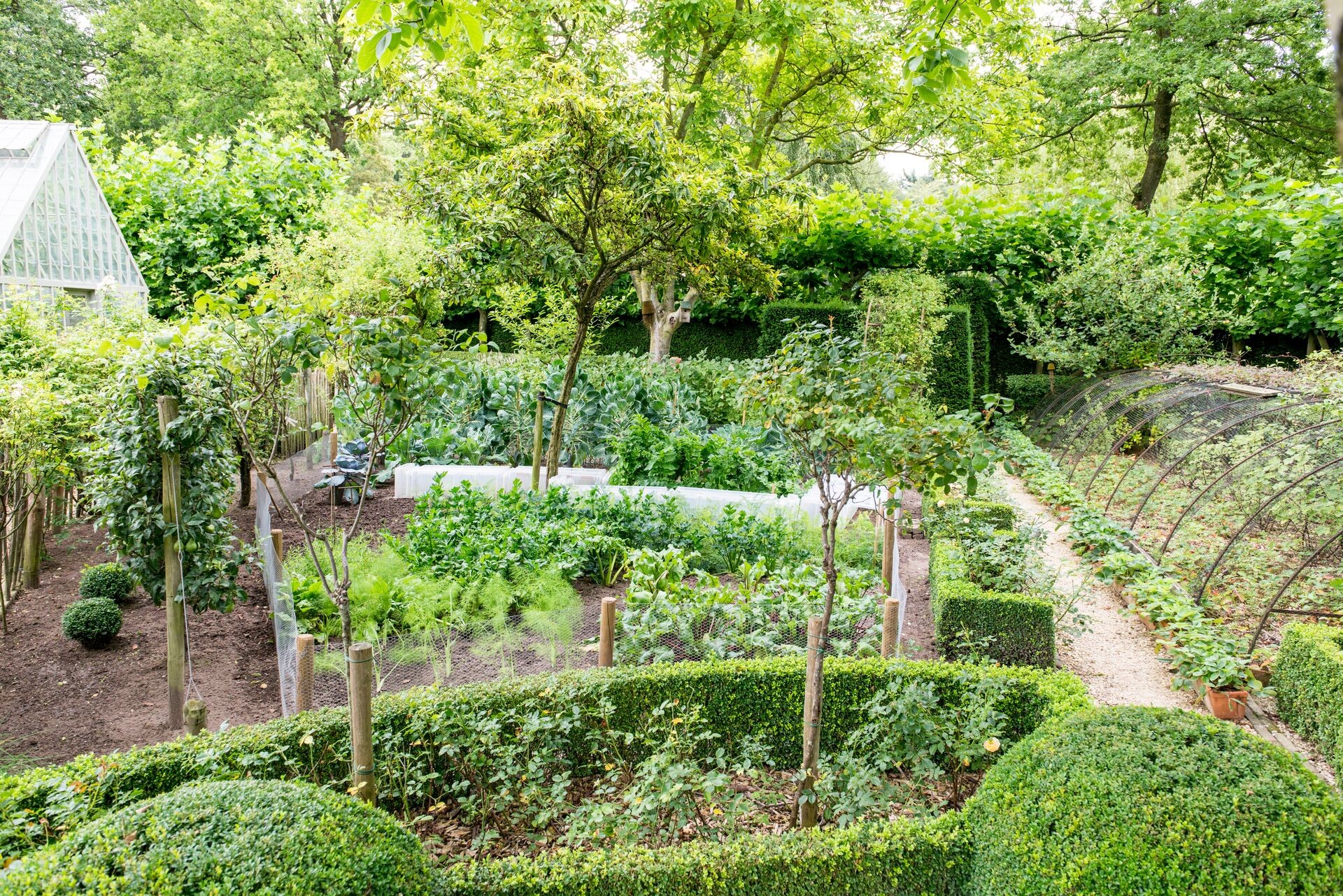 Mispel, moerbei en kweepeer: drie verrassende fruitbomen voor de tuin Thumb