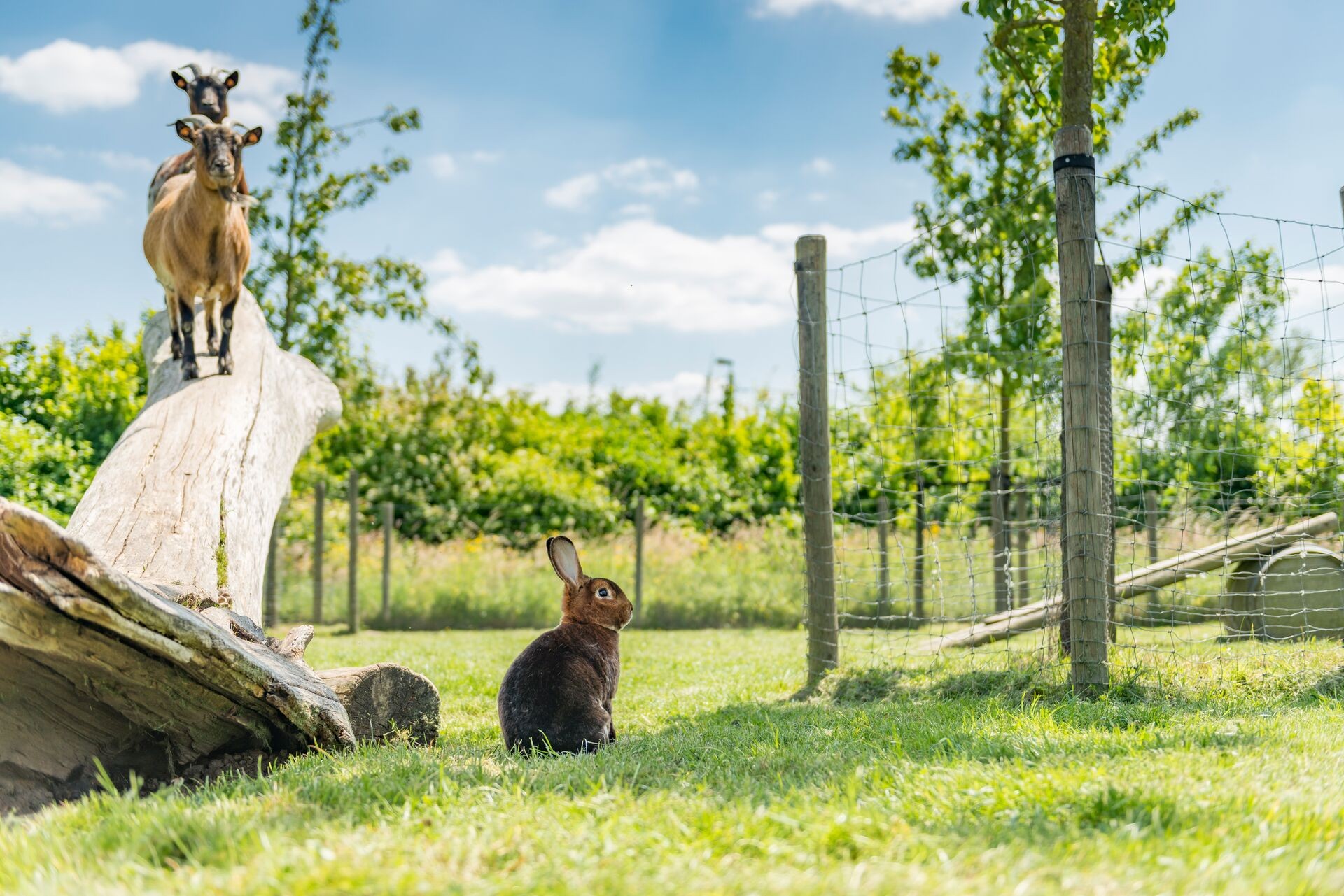 Het juiste graszaad voor een paardenweide, schapenweide of weidegras als gazon voor geiten, eenden, konijnen en cavia's Thumb