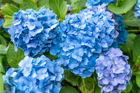 DCM ALUIN voor diepblauwe hortensias Thumb
