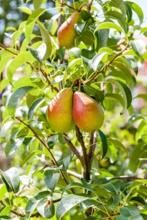 Hoe fruitbomen bemesten, verzorgen en snoeien? Thumb
