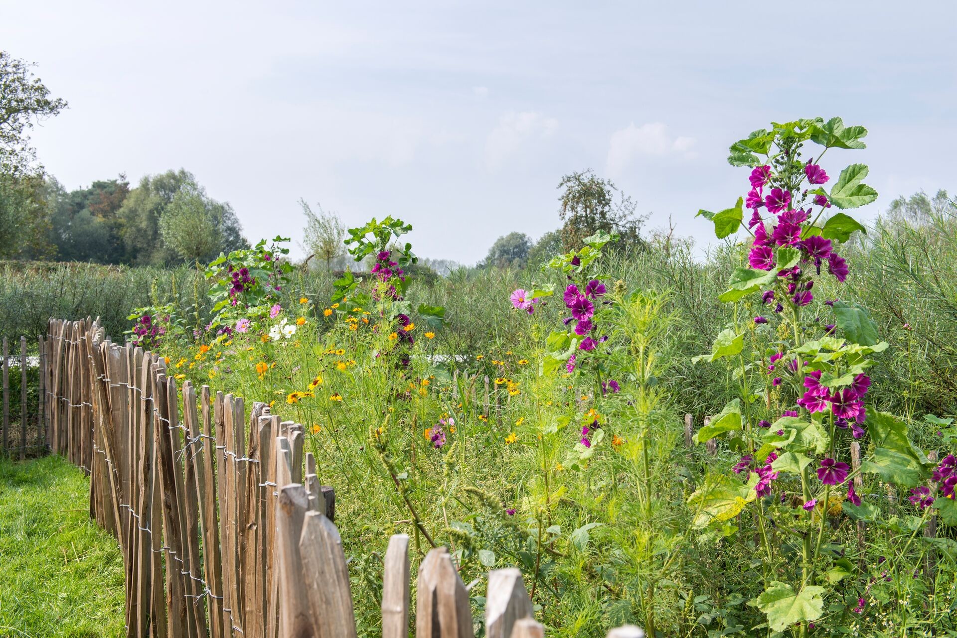 Trek nuttige insecten aan door bloemen te zaaien Thumb