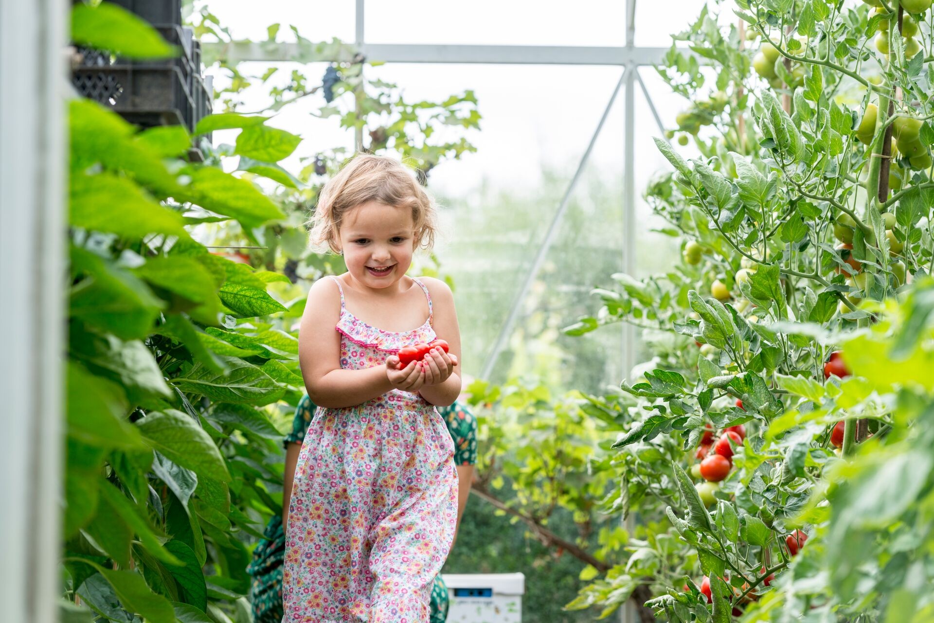Tomaten kweken en verzorgen in de moestuin of tuinkas Thumb