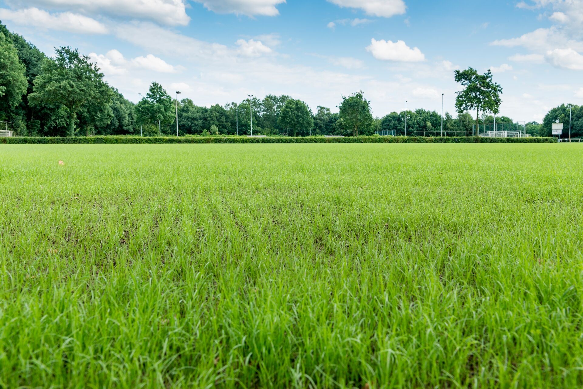 DCM TERRENO® Graszaadmengsel voor een geslaagd sportveld Thumb