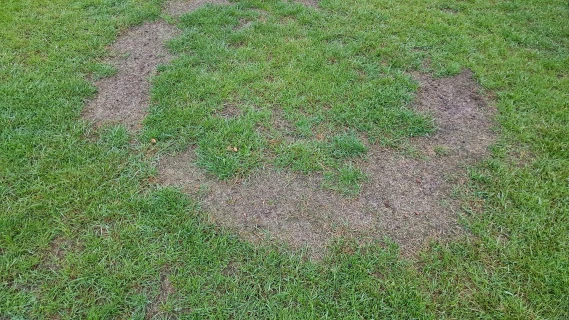Wat doen tegen een heksenkring of een cirkel van paddenstoelen in je gazon? Thumb