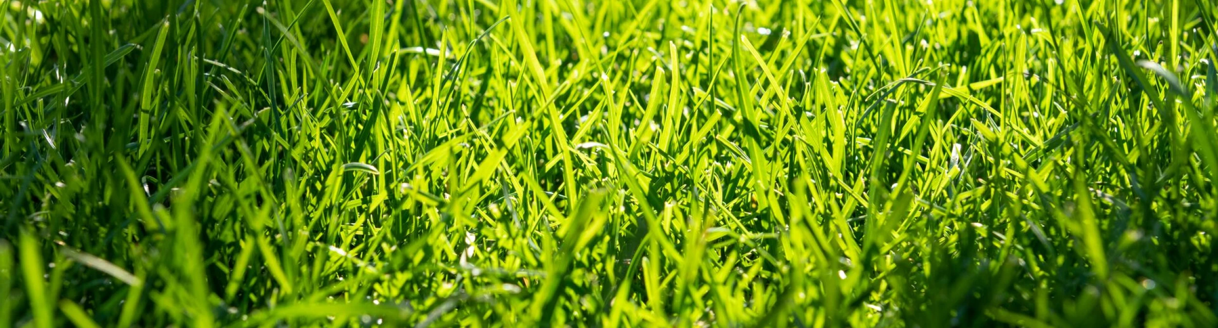 Header image alt