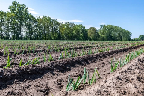 DCM VIVISOL® bij aanplant van asperges Thumb
