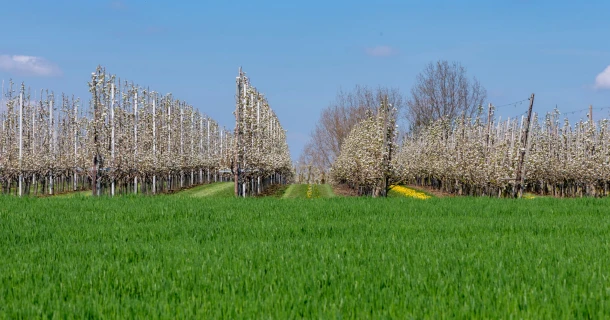 DCM MIX 5, de complete basisbemesting voor hardfruit in één strooigang Thumb