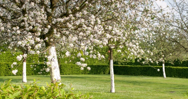 DCM OMBRA® graszaadmengsel om gras onder een boomgaard in te zaaien Thumb