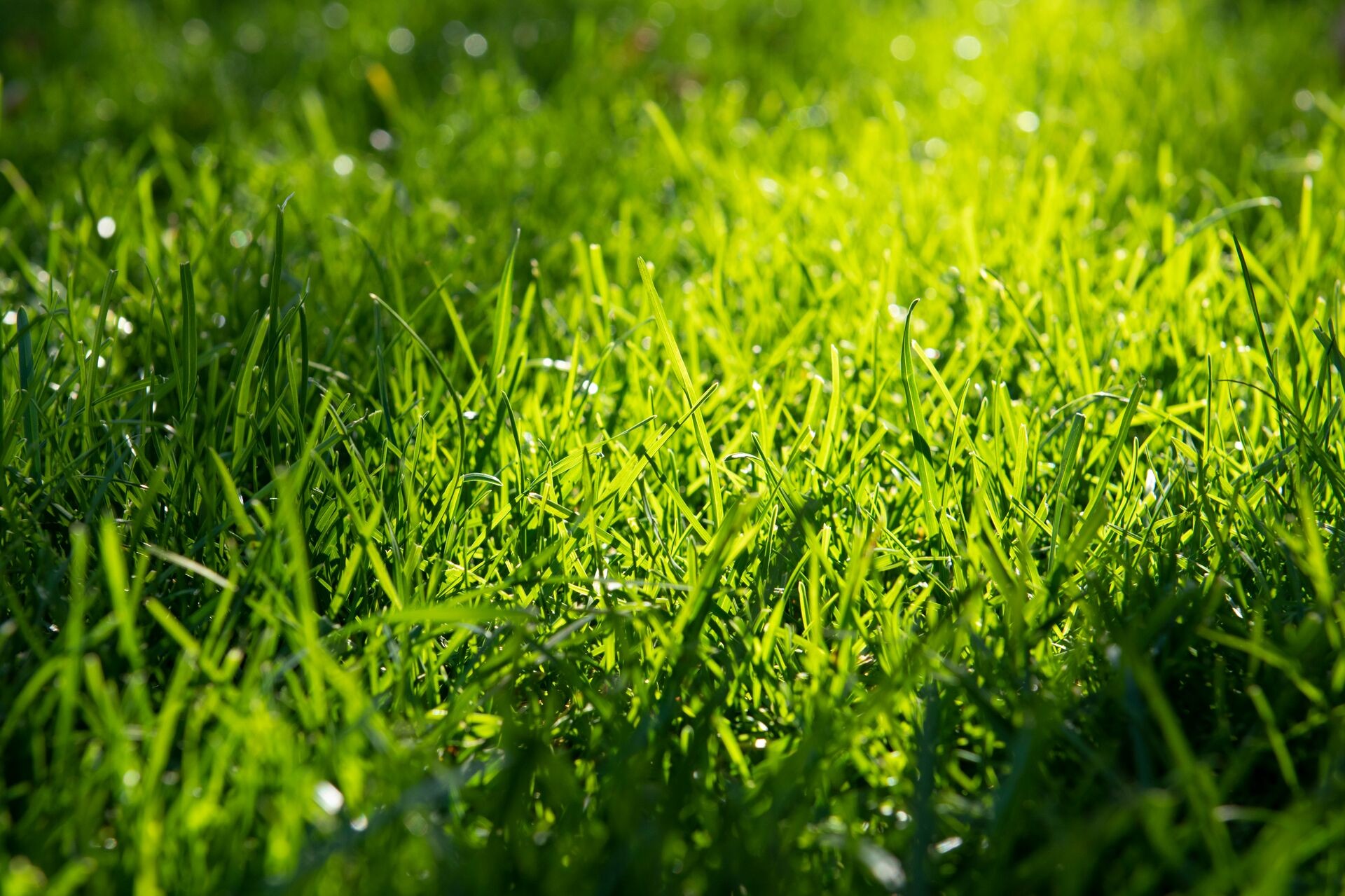 Header image alt