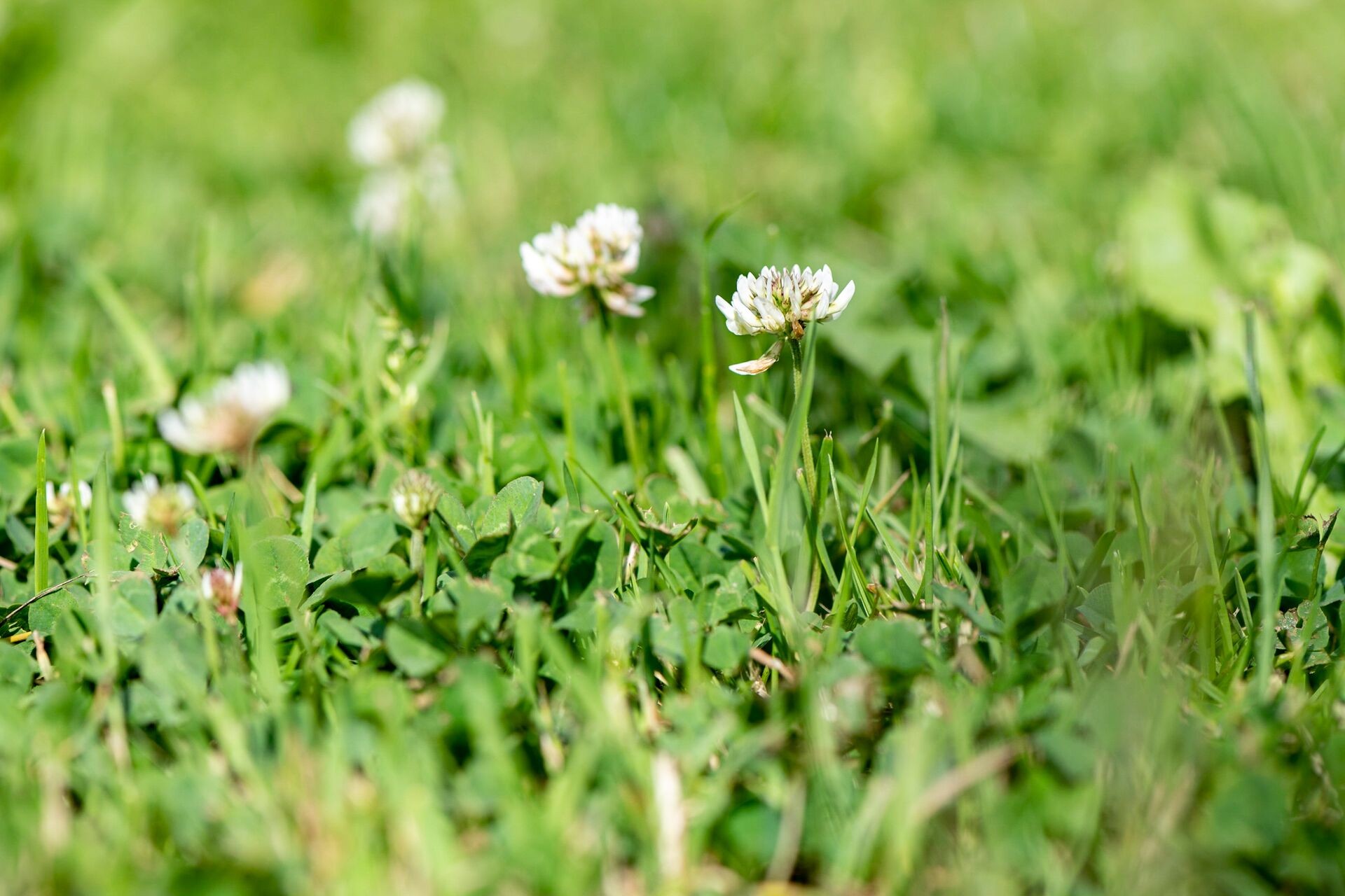 Header image alt