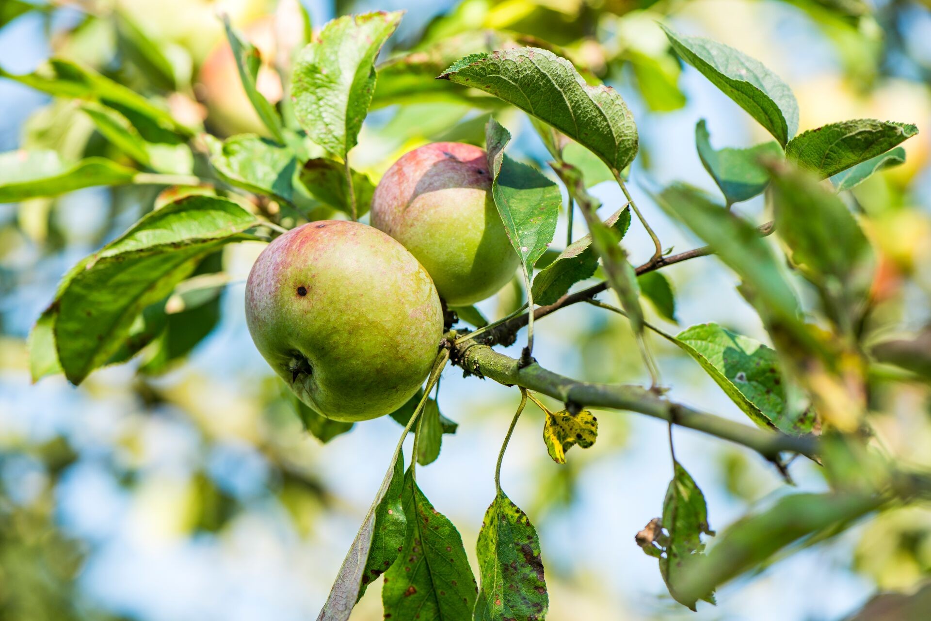 Vang de fruitmot met feromonen en een val Thumb