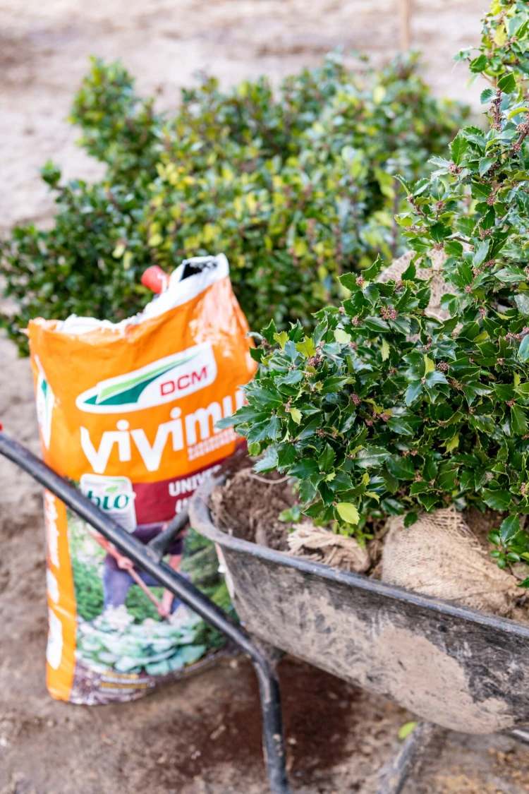 Nu aanplanten, straks genieten! Thumb
