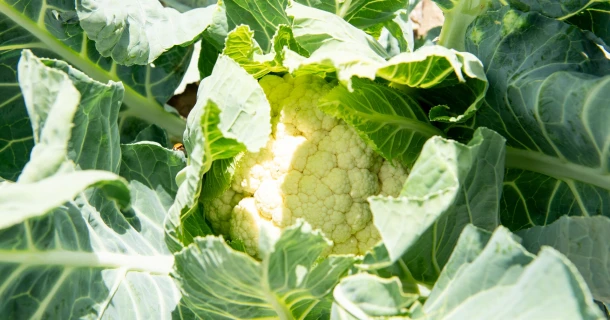 Proefresultaat: teelt vroege BIO bloemkolen met DCM ECOR® 3 Thumb