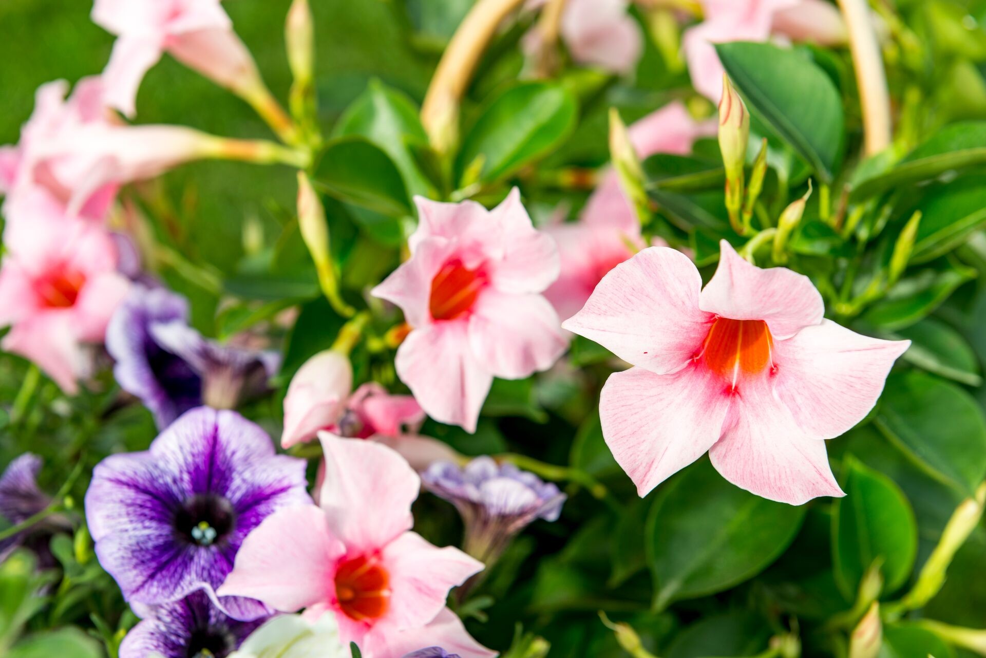 Header image alt