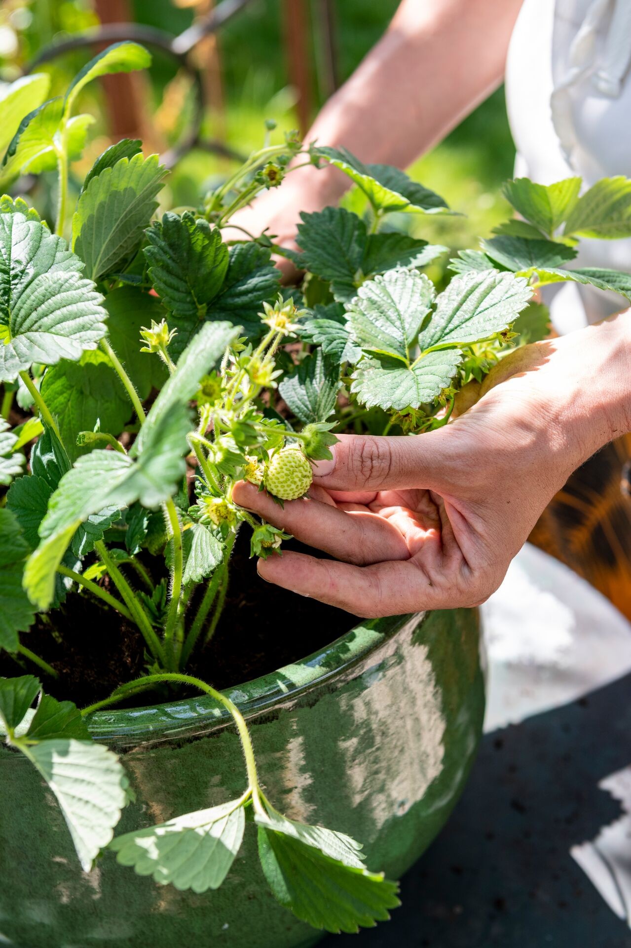 Zelf aardbeien kweken? Zo plant en verzorg je ze. Thumb