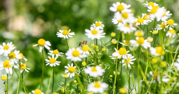 8 tips voor een meer natuurvriendelijke tuin Thumb
