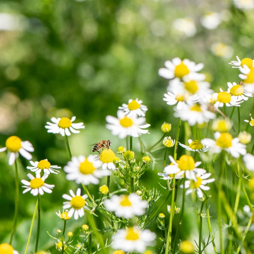 8 tips voor een meer natuurvriendelijke tuin Thumb