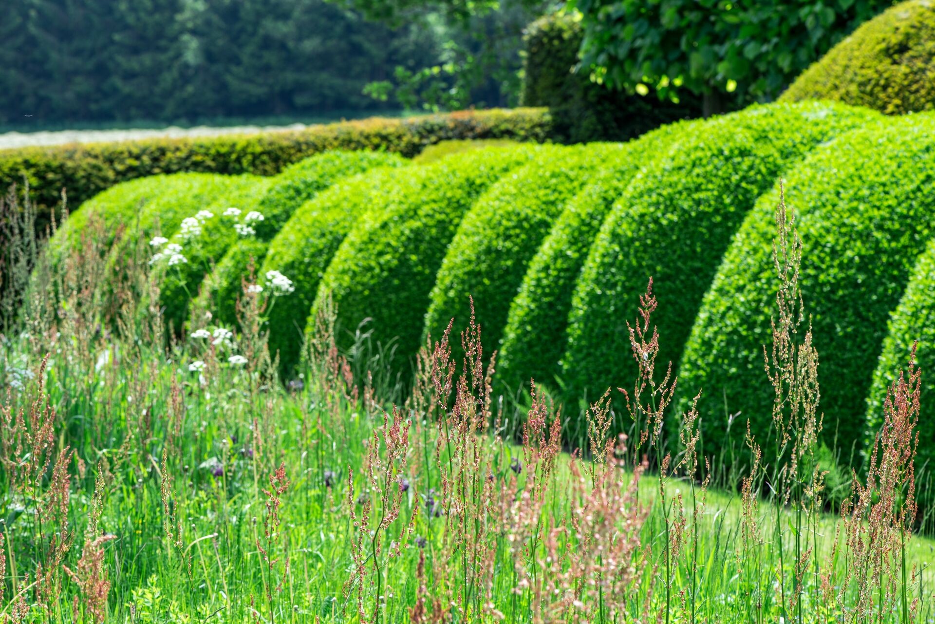 S.O.S. Buxus: eenvoudig stappenplan voor een stralende buxus Thumb