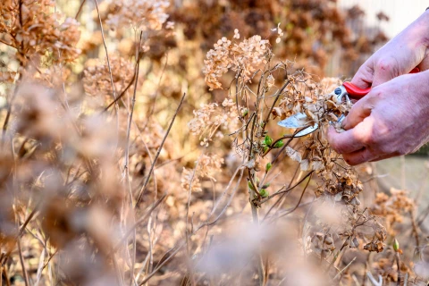 Populaire tuinplanten snoeien: een handige gids Thumb