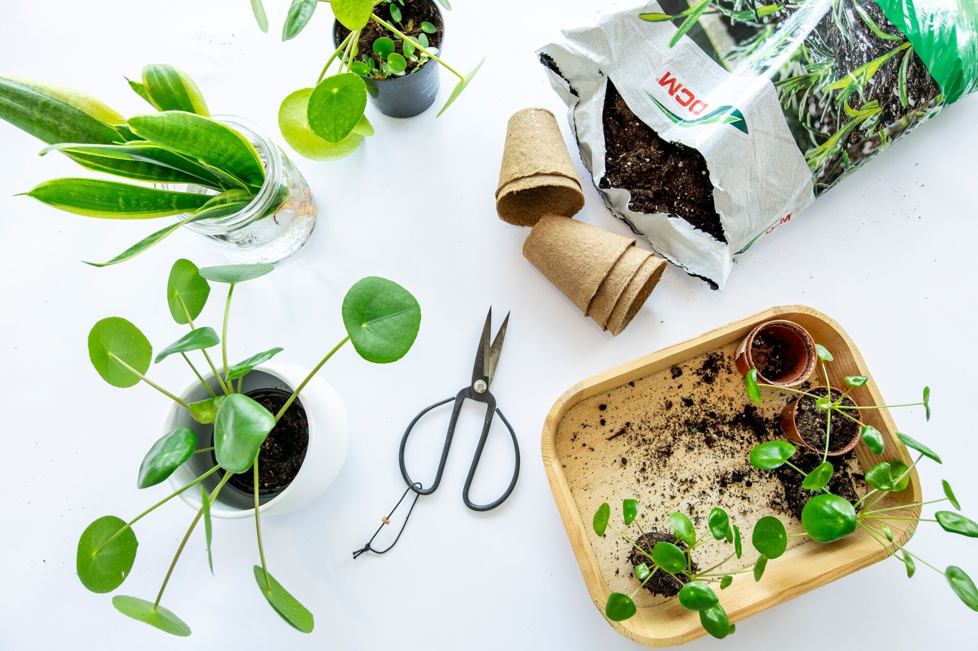 Zelf planten stekken? Zo pak je het aan Thumb
