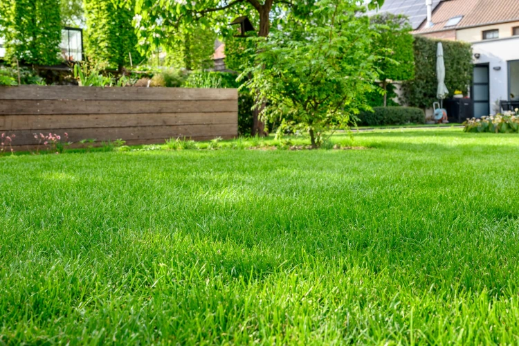 DCM Vloeibare Gazonvoeding Liquid Green Thumb