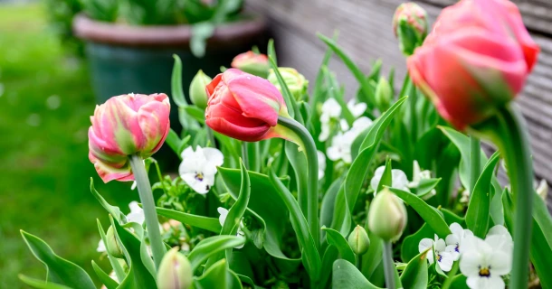 Wat te geven? Cadeautips voor tuinliefhebbers Thumb