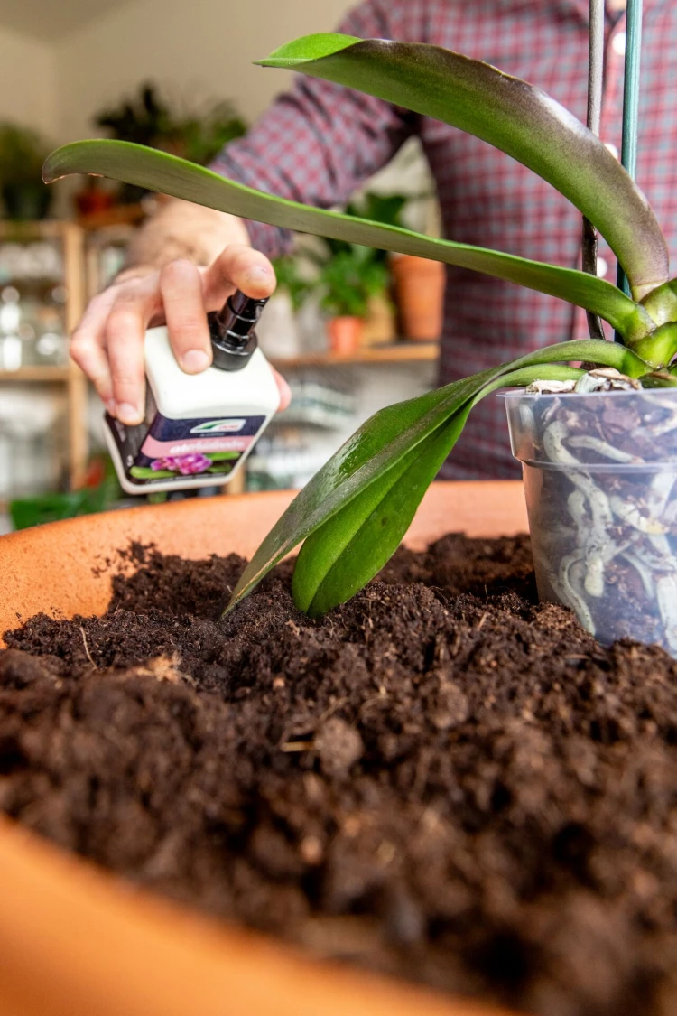 Kamerplanten afstoffen Thumb