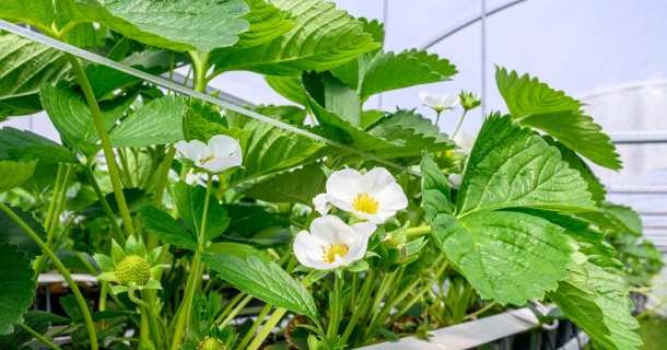 Bevlo ontdekte DCM LEAFGEL® NK voor vitale aardbeiplanten bij elke flush Thumb