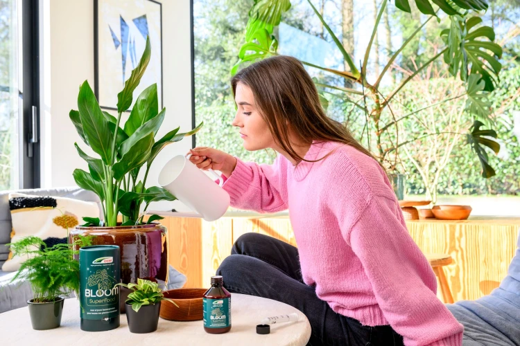 Stappenplan voor gezonde kamerplanten Thumb