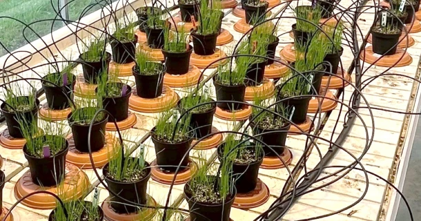 Proef toont sterker gras dankzij DCM HYDRO-GREEN®, ook tijdens droogte Thumb
