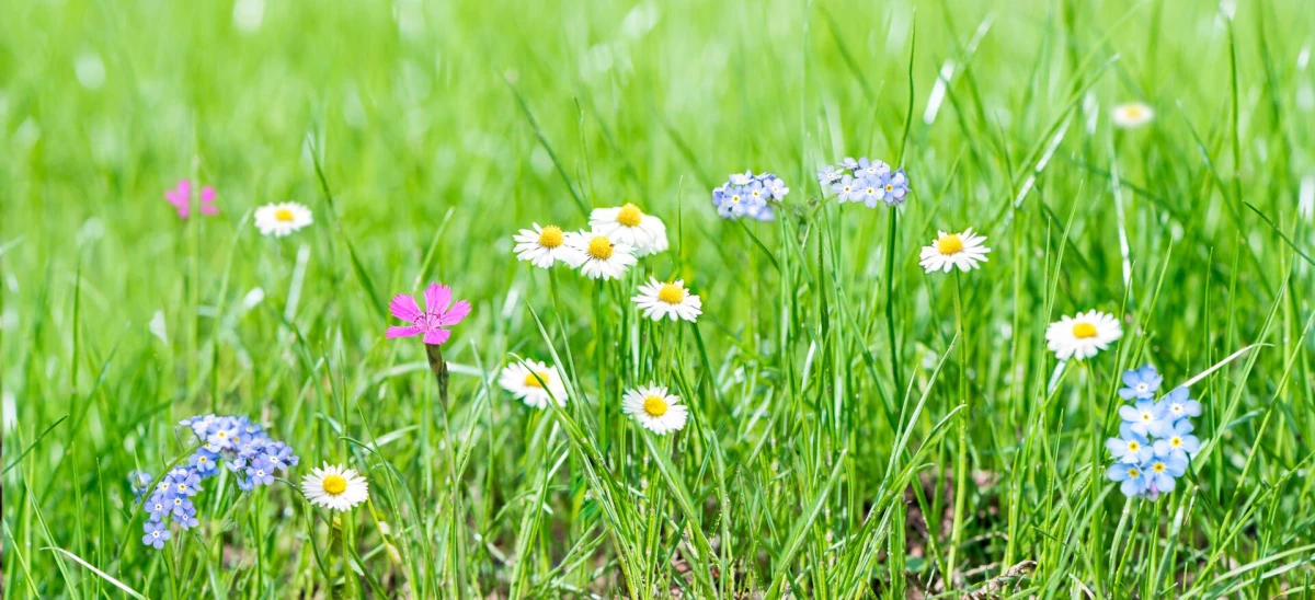 DCM Graszaad met MiniFlower Thumb