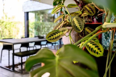 De kunst van water geven – tips voor blije kamerplanten Thumb
