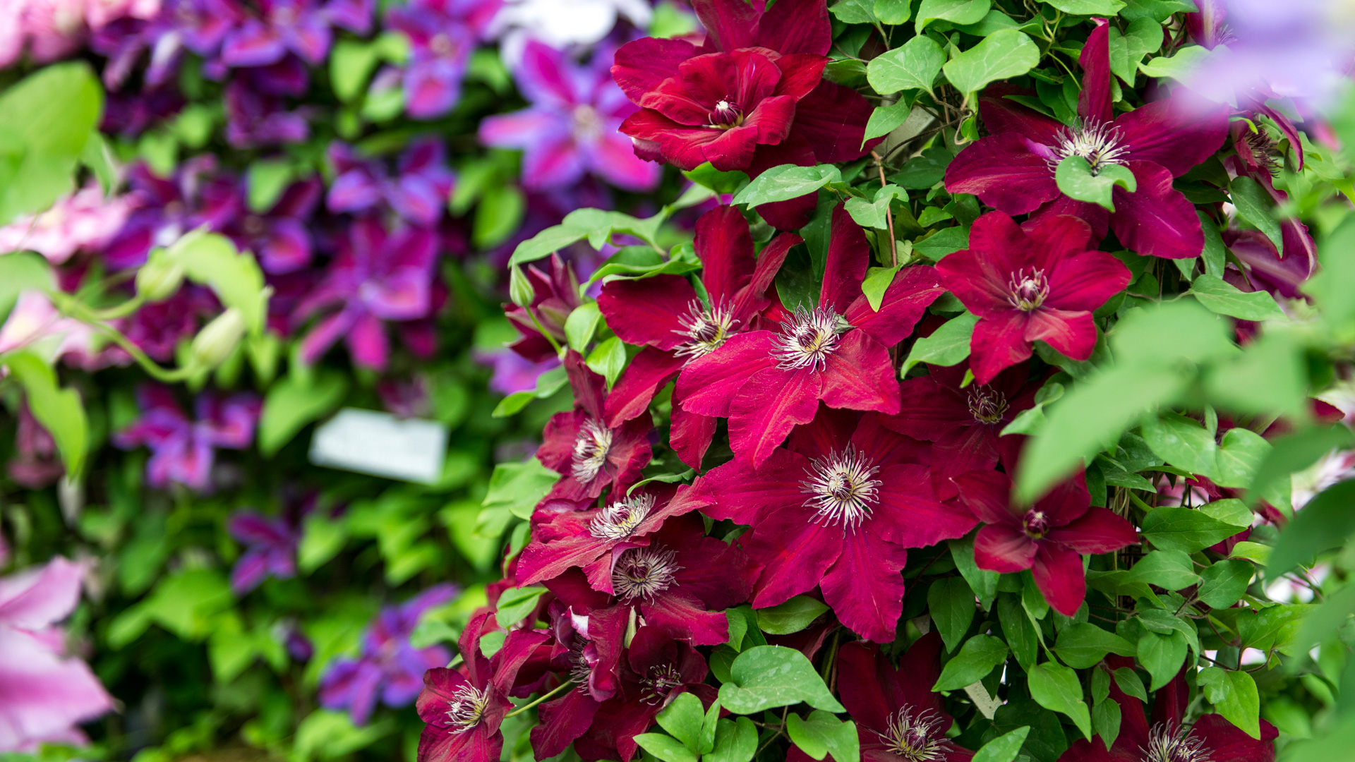 Clematis Thumb